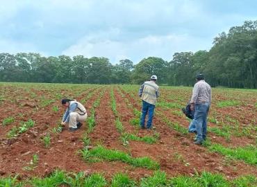 Hay proyectos en  control de plagas