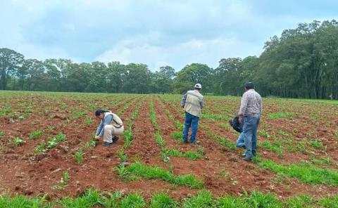 Hay proyectos en  control de plagas