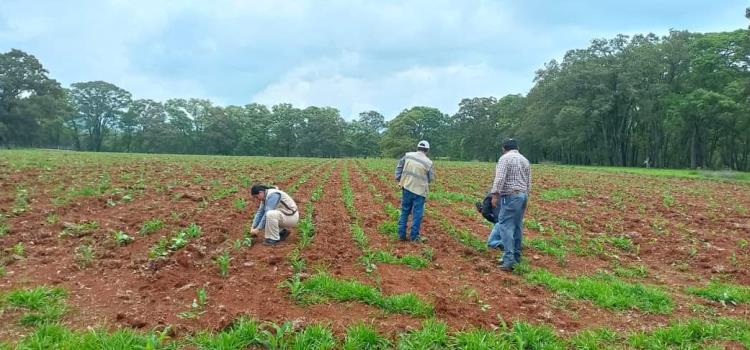 Hay proyectos en  control de plagas