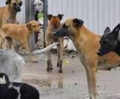 Piden solución a tanto perro en las calles
