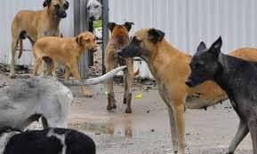 Piden solución a tanto perro en las calles