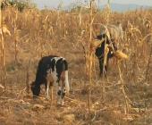 El cambio climático afecta la agricultura