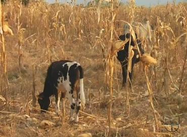 El cambio climático afecta la agricultura