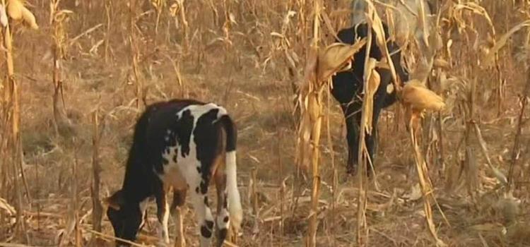 El cambio climático afecta la agricultura