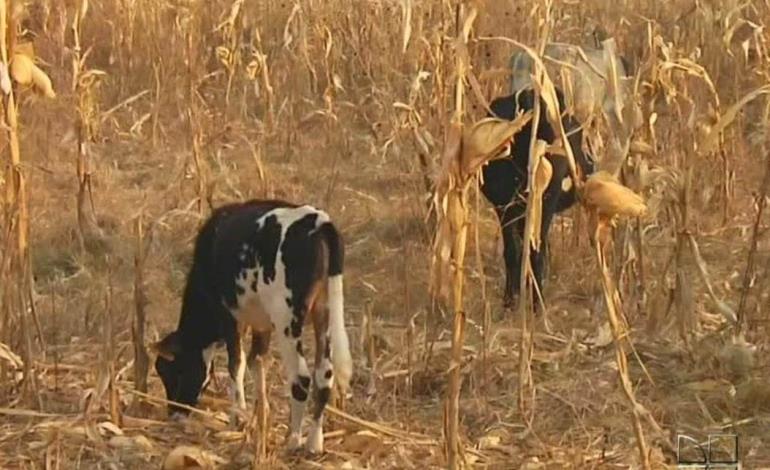 El cambio climático afecta la agricultura