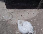 Sellan nido de abejas con yeso en Tampacán; cuestionan manejo