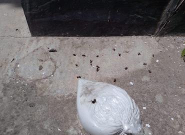 Sellan nido de abejas con yeso en Tampacán; cuestionan manejo