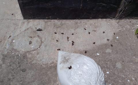Sellan nido de abejas con yeso en Tampacán; cuestionan manejo