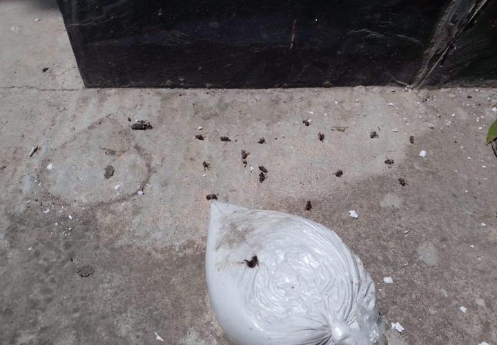 Sellan nido de abejas con yeso en Tampacán; cuestionan manejo