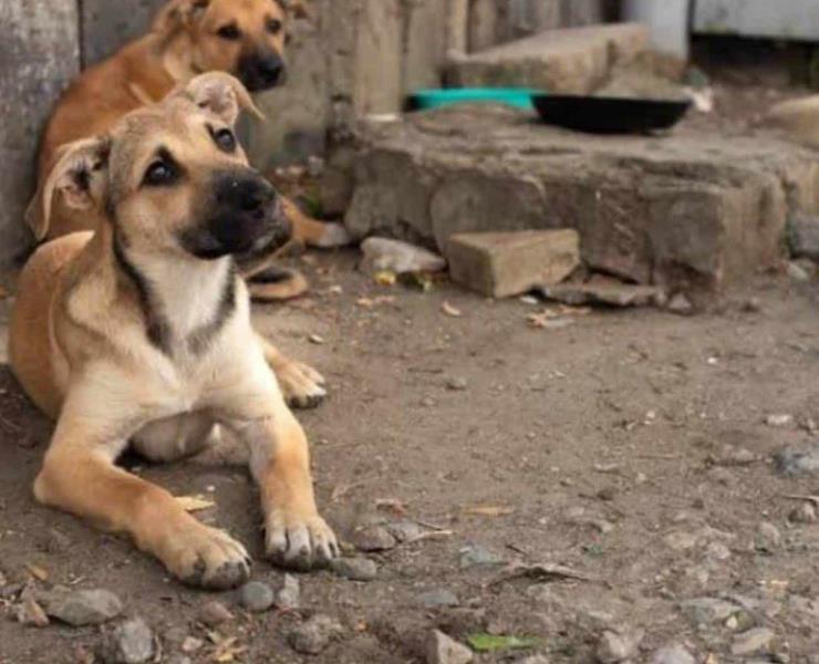 Urge mucho apoyo a refugio de animales
