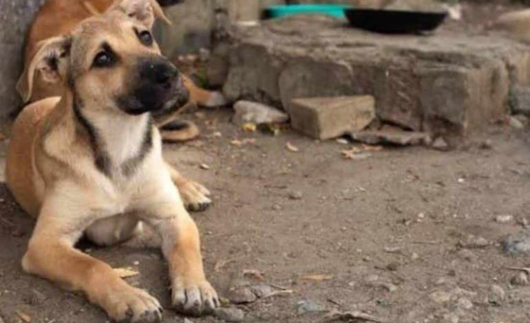 Urge mucho apoyo a refugio de animales