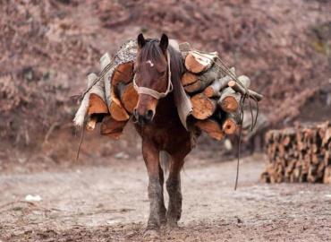 Prohibirán uso de Animales de carga