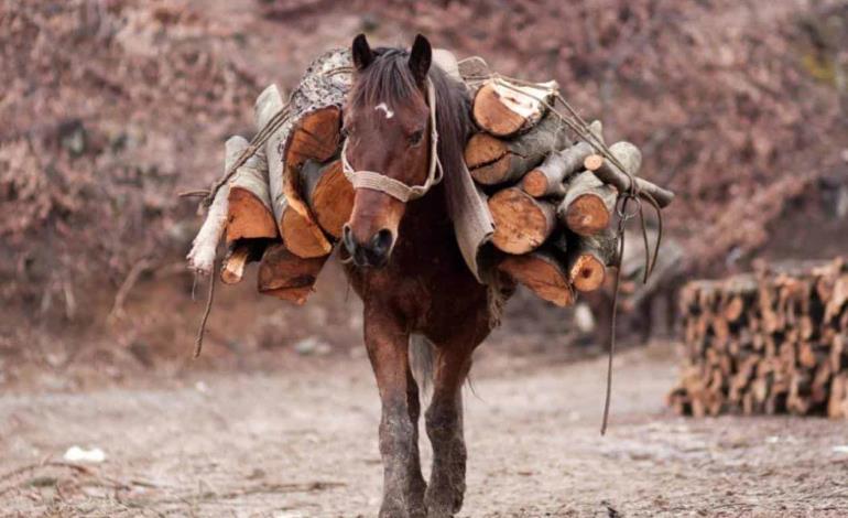 Prohibirán uso de Animales de carga