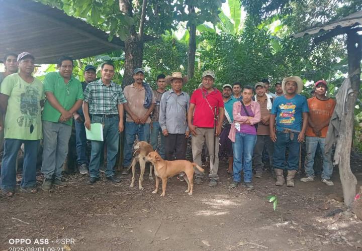 Impulsan producción de piloncillo en Tamazunchale