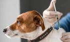 Brote de parvovirus en perros y gatos  
