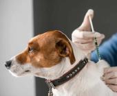Brote de parvovirus en perros y gatos  