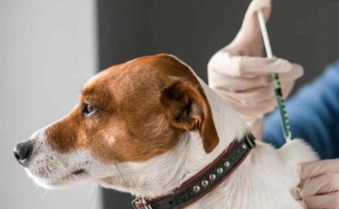Brote de parvovirus en perros y gatos  
