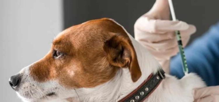 Brote de parvovirus en perros y gatos  