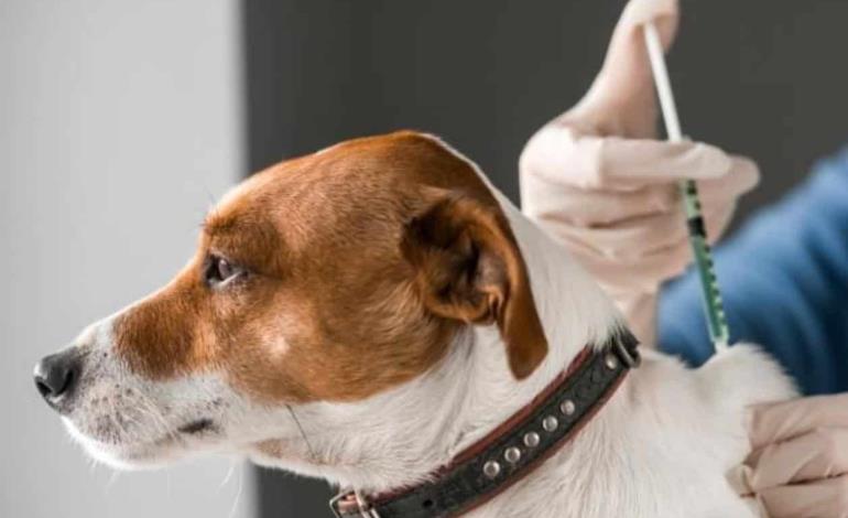 Brote de parvovirus en perros y gatos  