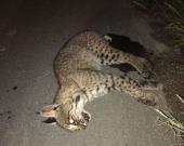 Siguen matando gatos monteses