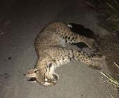 Siguen matando gatos monteses