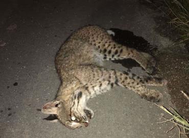 Siguen matando gatos monteses
