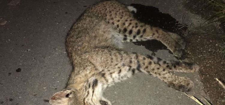 Siguen matando gatos monteses