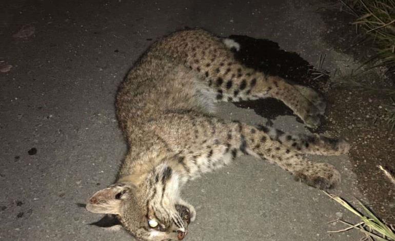 Siguen matando gatos monteses