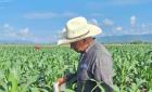 
Cultivos de maíz  están "en riesgo"
