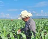 Cultivos de maíz  están "en riesgo"