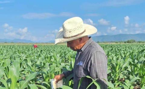 
Cultivos de maíz  están "en riesgo"
