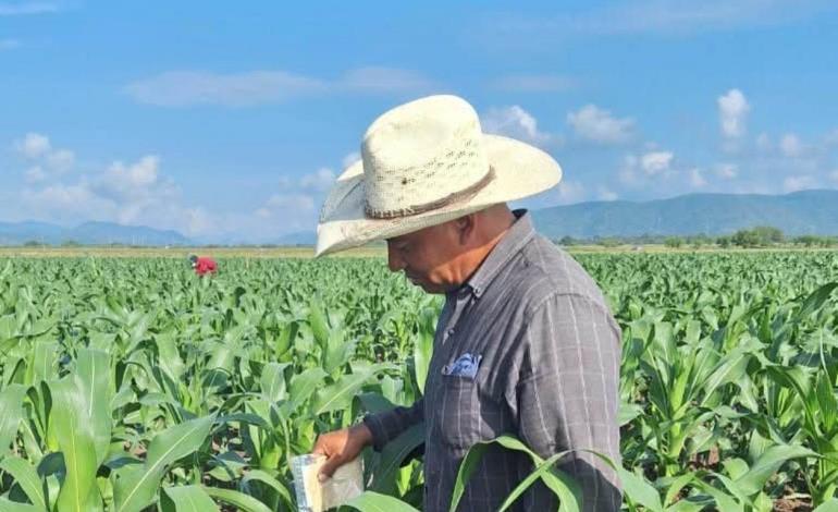 Cultivos de maíz  están "en riesgo"
