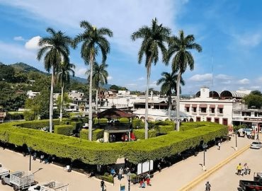 Advierten sobre el deterioro de árboles de ficus en el jardín