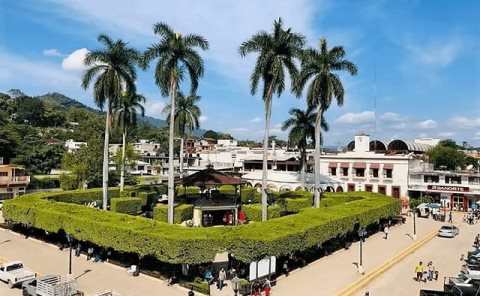 Advierten sobre el deterioro de árboles de ficus en el jardín
