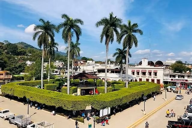 Advierten sobre el deterioro de árboles de ficus en el jardín