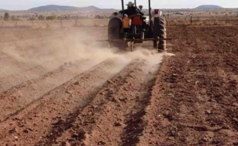 Campo de ZM perdió fertilidad 
