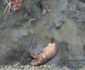 Mata a animales el agua del río Valles