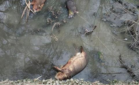 Mata a animales el agua del río Valles