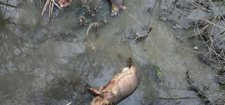 Mata a animales el agua del río Valles Mata a animales el agua del río Valles