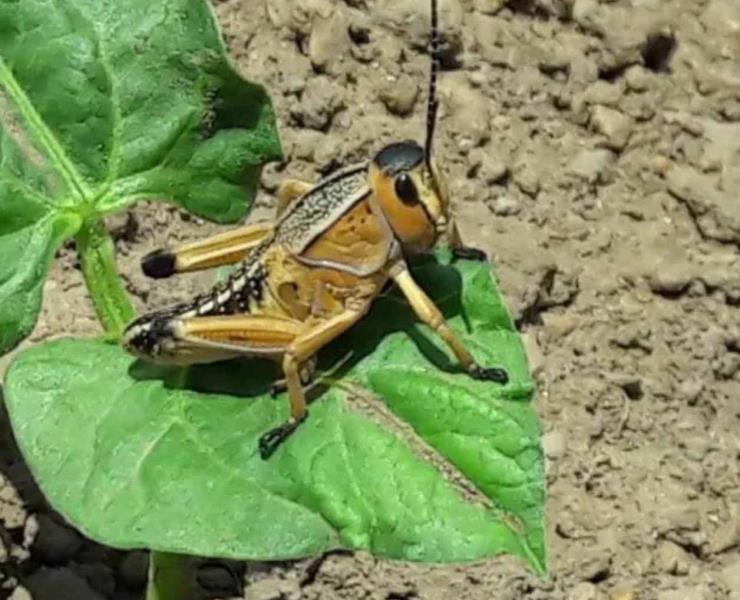 Chapulín invadió áreas de cultivos