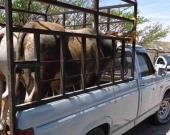 ROBARON VACAS DE UN POTRERO