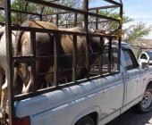 ROBARON VACAS DE UN POTRERO