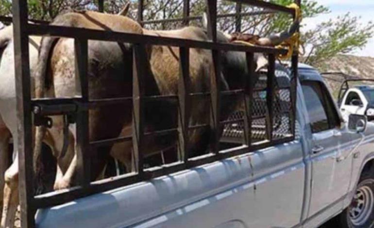 ROBARON VACAS DE UN POTRERO