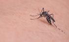 Conmemoran el Día del Mosquito y piden tomar conciencia
