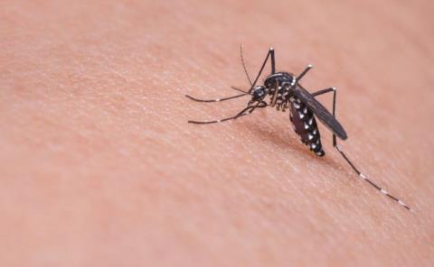 Conmemoran el Día del Mosquito y piden tomar conciencia
