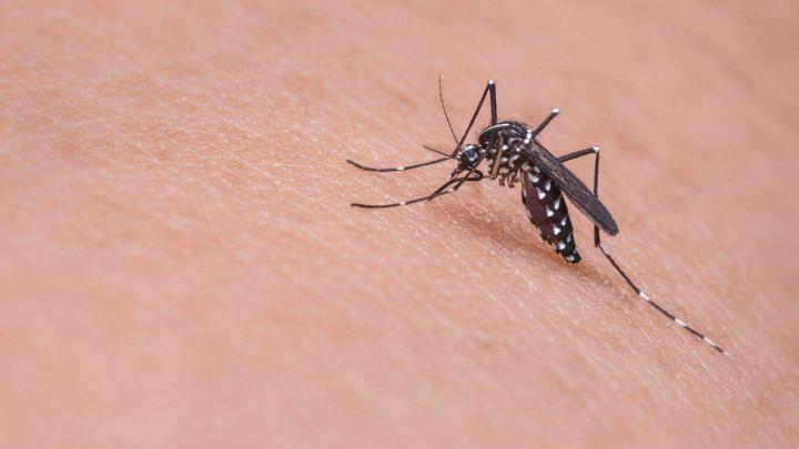 Conmemoran el Día del Mosquito y piden tomar conciencia