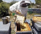 Sader protegerá a las abejas en ZM