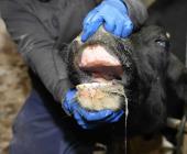 Urge fortalecer salud animal