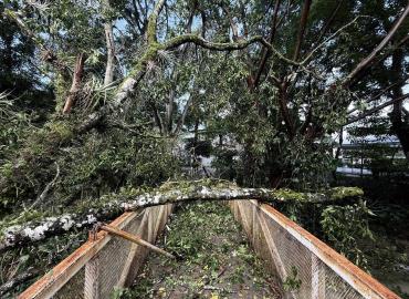 Cierran acceso al puente de Las Brisas por caída de árbol en Matlapa