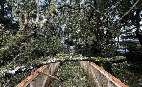 Cierran acceso al puente de Las Brisas por caída de árbol en Matlapa
